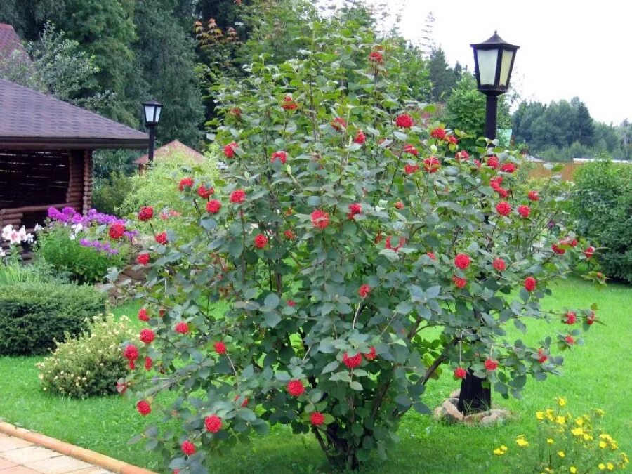 Калина снежная