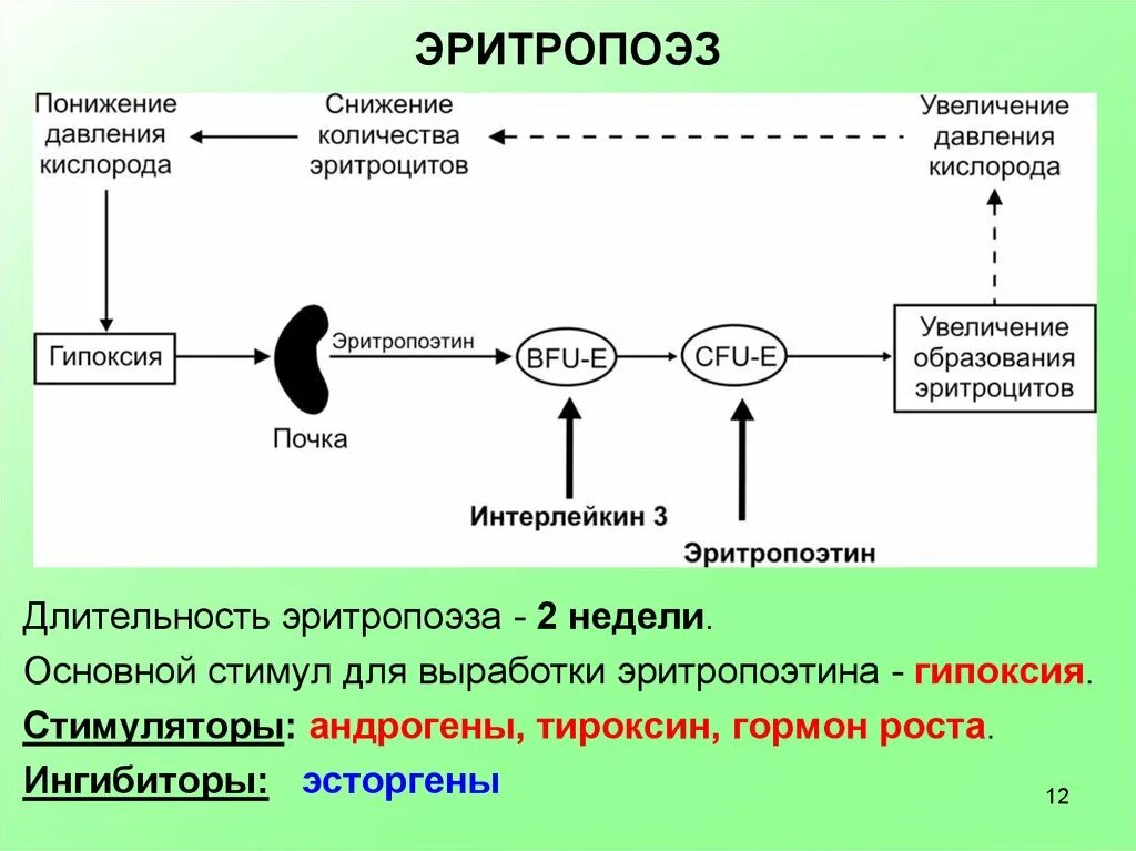 Гормон эритроцитов