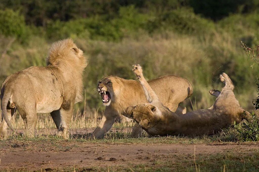 Самка гоняет самца. Битва Львов за Прайд. Животные дерутся. Битвы животных в дикой природе. Львы дерутся.