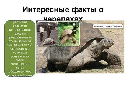 Черепаха интересные факты