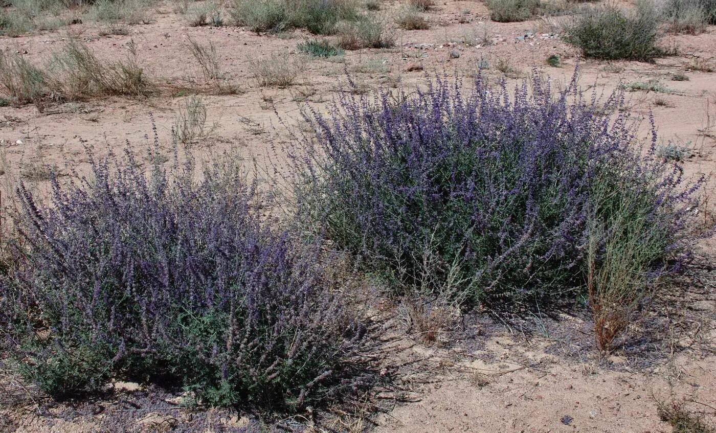 Горный полукустарник 8 букв. Перовския лебедолистная (Perovskia atriplicifolia Blue Steel). Perovskia ABROTANOIDES. Перовския полынная. Полынь полукустарник.