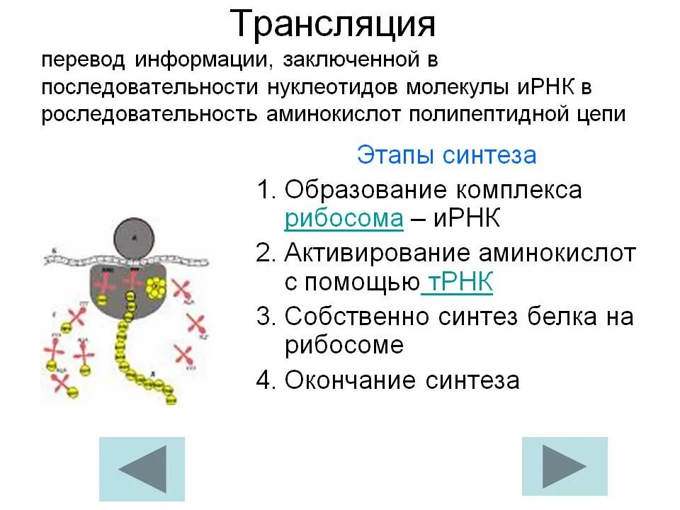 Из каких этапов состоит синтез белка. Последовательность трансляции биология. Этапы трансляции биосинтеза белка. Синтез белка трансляция этапы инициация элонгация. Процессы трансляции биосинтеза белка.