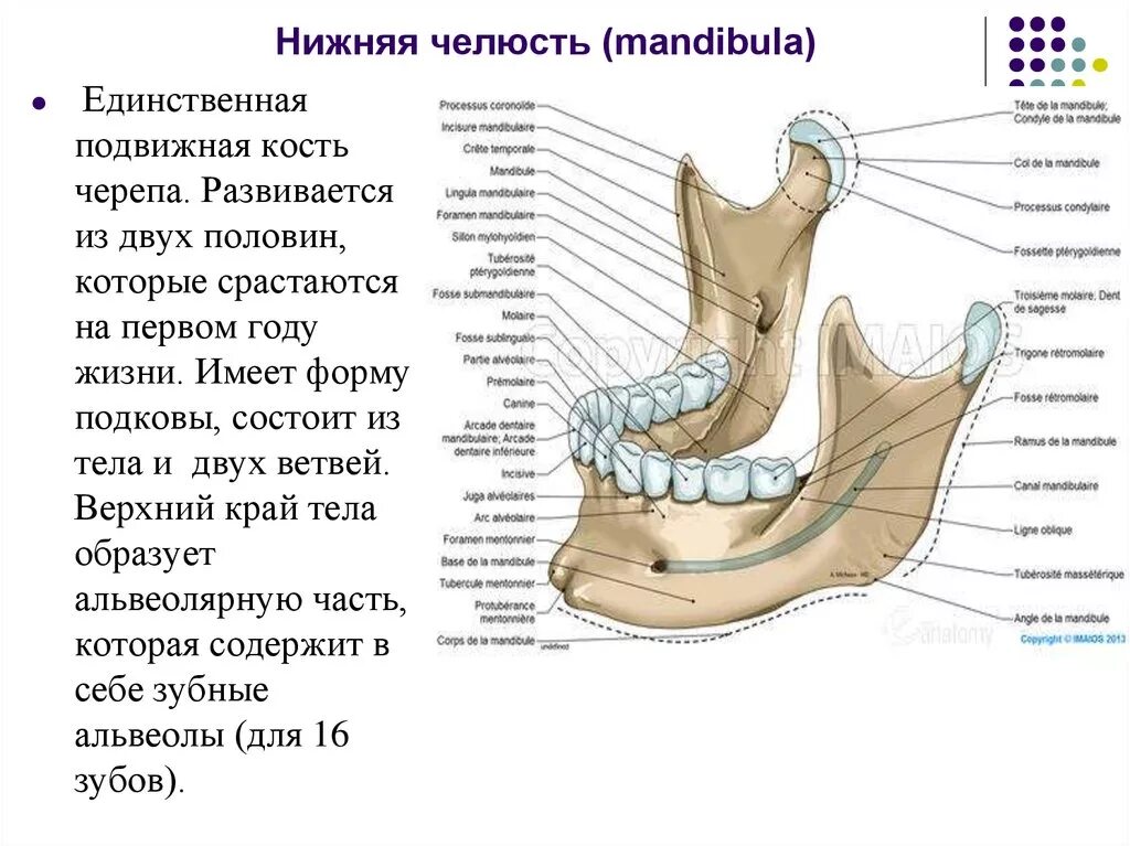 Отдел скелета челюсти. Отростки нижней челюсти анатомия. Нижняя челюсть кость анатомия. Анатомические образования нижней челюсти. Анатомическое строение нижней челюсти.