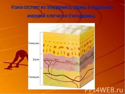 Печень и кожный покров