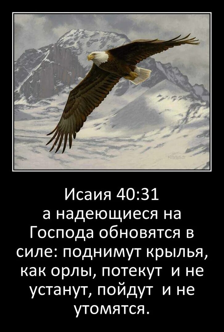 Надеющиеся на господа поднимут крылья как орлы. А надеющиеся на господа обновятся в силе поднимут крылья как орлы. надеющиеся на господа обновятся в силе. надеющиеся на господа. надеющийся на господа поднимут крылья.