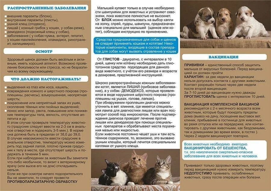 Как помочь котенку адаптироваться