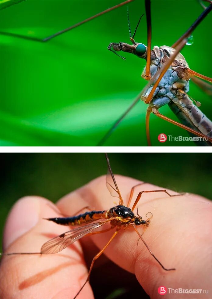 Комар большой как называется с длинными. Комар долгоножка. Личинка комара долгоножки. Комар гигант - долгоножка. Комар долгоножка опасен.