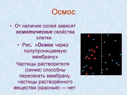 Осмотические свойства клетки