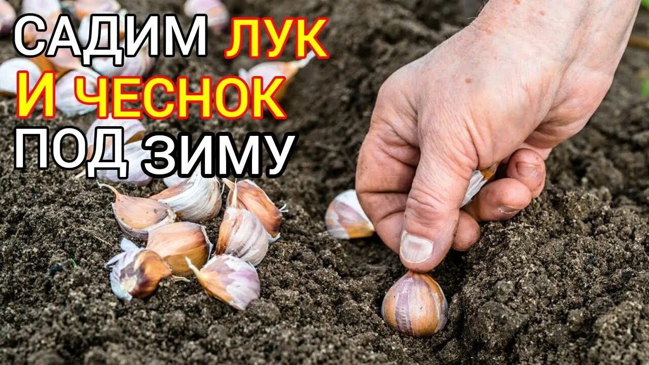 Когда вытаскивают зимний чеснок. Посадка озимого чеснока осенью. озимый чеснок. сажаем чеснок.