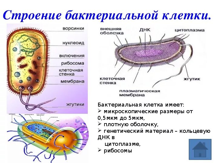 Схема бактерии 5 класс биология. Строение бактериальной клетки 6 класс биология. Состав бактериальной клетки 5 класс. Строение бактерии 9 класс биология. Строение и характеристика бактериальной клетки.