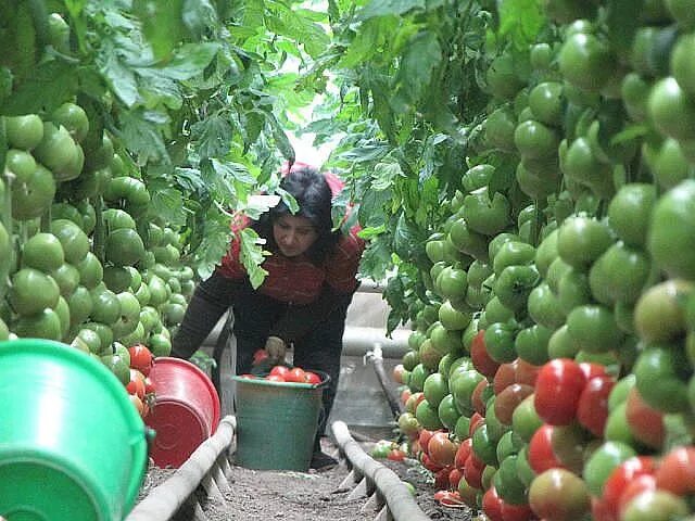Сколько томатов с одного куста. Урожайность с одного куста помидор. урожайность томата с 1 куста. сколько помидор с куста. сколько помидор с одного куста.