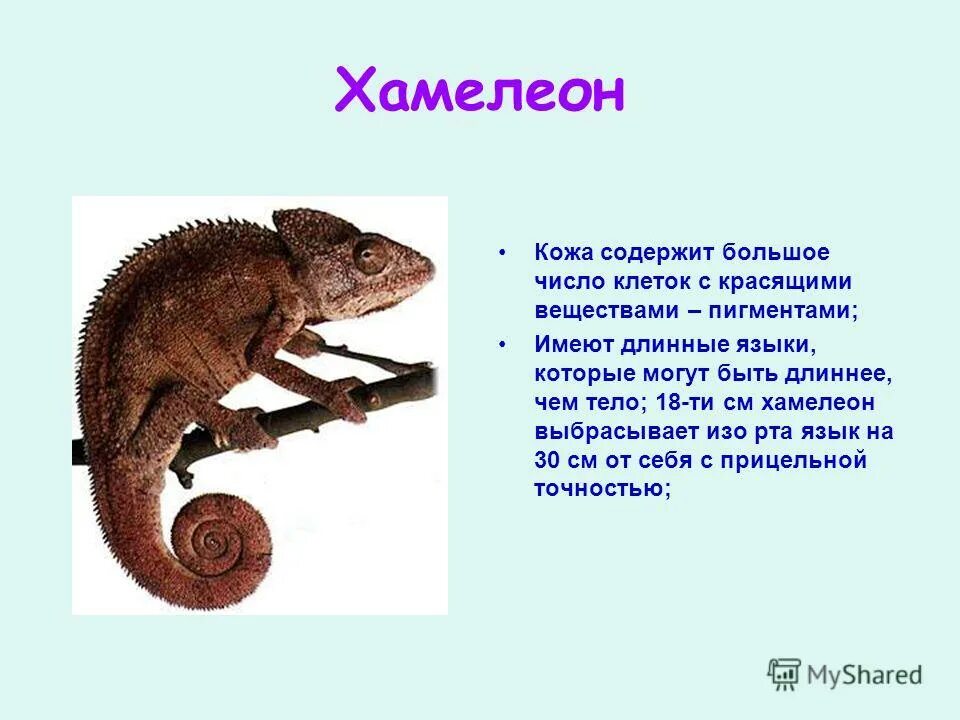 Хамелеон имей