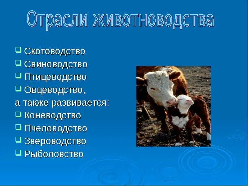 Источник информации о животноводстве