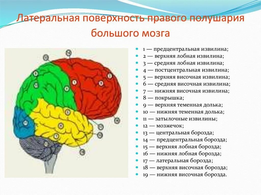 Строение головного мозга доли. Строение больших полушарий доли. Строение левого полушария головного мозга.