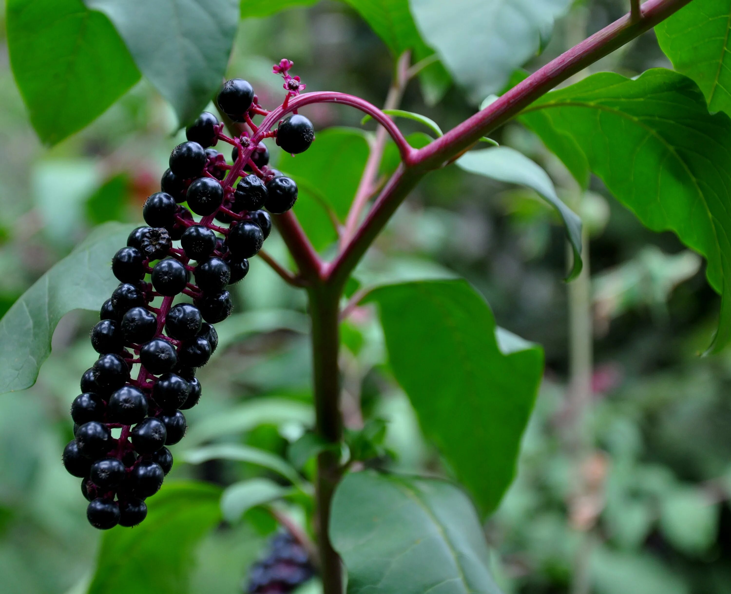 Фитолака растение. Фитолякка декандра. Phytolacca esculenta. Фитолакка Phytolacca. Фитолакка Американа.