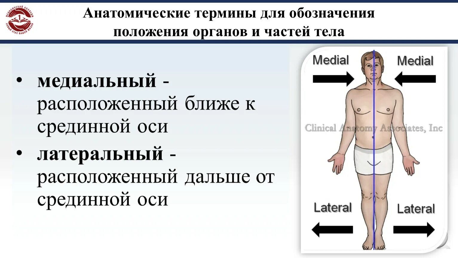 Как определить положение человека. Анатомические термины. Положение органов и частей тела. Анатомическая терминология для обозначения органов и частей тела. Положения частей тела медиальный анатомическая терминология.