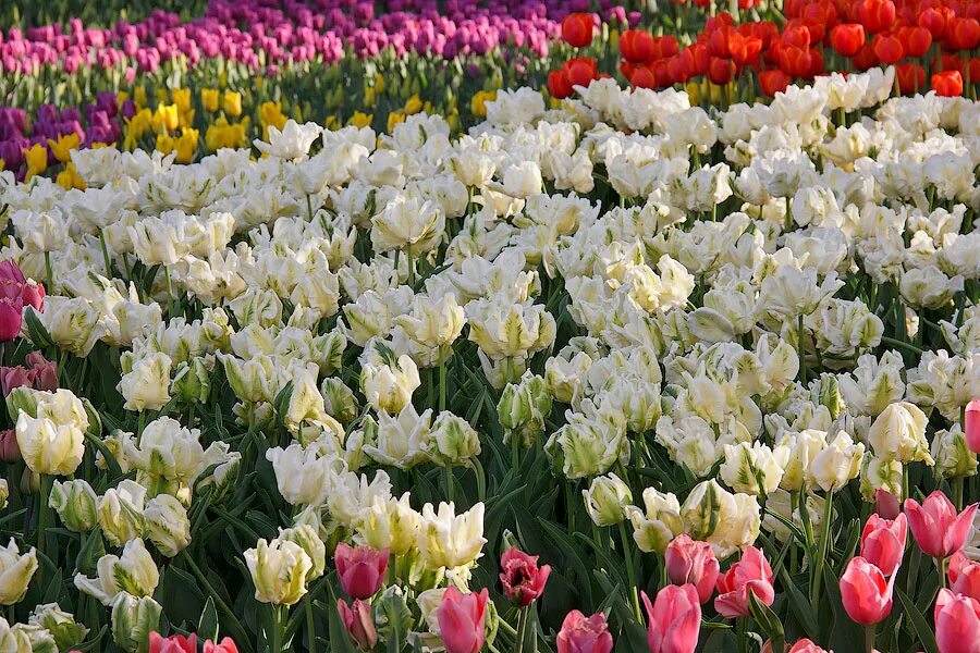 Репетиция весны в аптекарском огороде. Выставка тюльпанов тверь. Весенние цветы в огороде. Выставка тюльпанов. Репетиция весны в аптекарском огороде 2021.