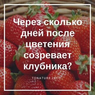 Какой месяц клубники