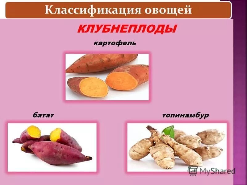 Какие овощи относятся к клубнеплодам. Какие овощи относятся к клубнеплодам