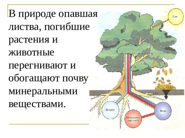 Минеральное питание растений тест по биологии 6. Питание растений. Минеральное питание растений. Минеральное и Корневое питание растений. Минеральное питание растений 6 класс.