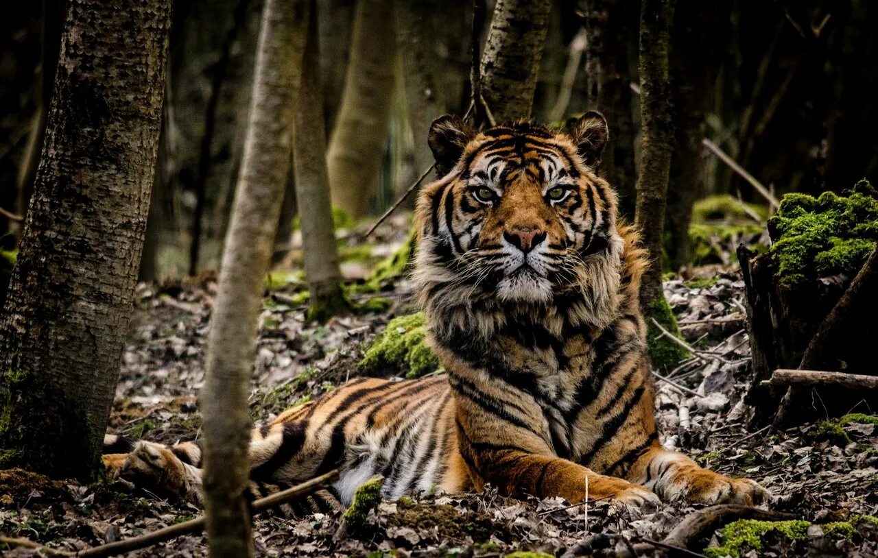Суматра тигр. Суматранский тигр фото. Тигрица. Индонезия тигр.