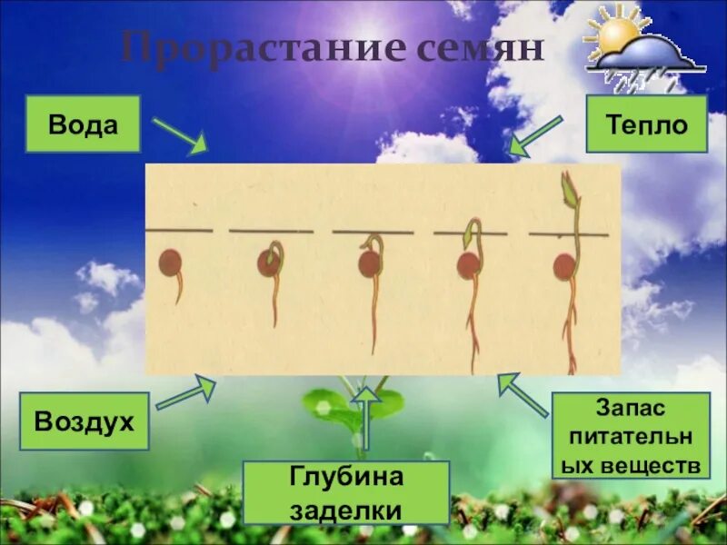 Биология 6 класс прорастание семян вопросы