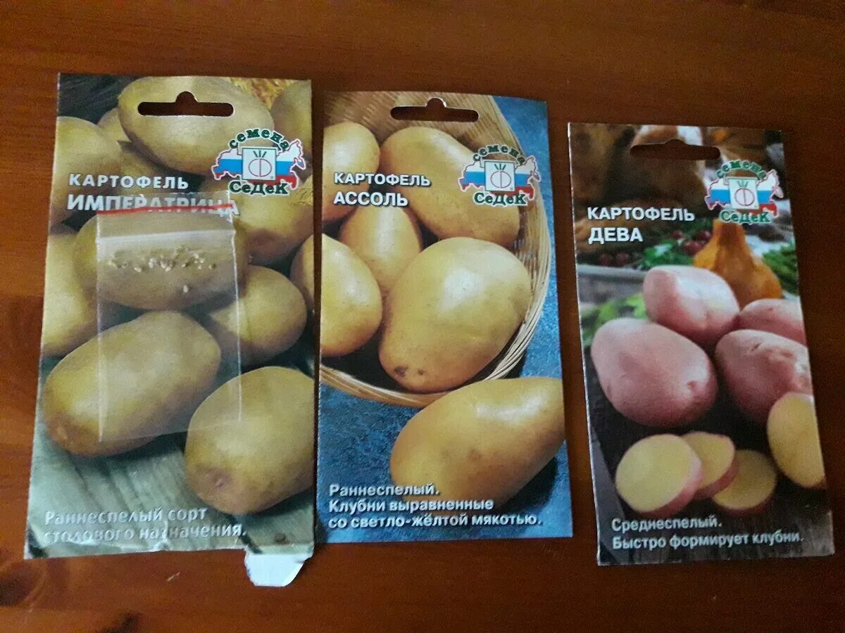 Семена картофеля в пакетиках. Семена картофеля в пакетиках сорта. Сорта картофеля из семян в пакетиках. Семена картофеля пачка. Московский картофель семенной