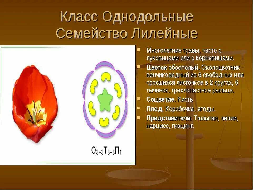 Признаки однодольных и двудольных. Признаки класса однодольные. Признаки семейства однодольных. Класс однодольные растения. Тюльпан однодольное или двудольное.