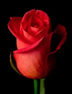 Wow rose