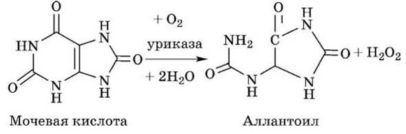 Мочевая кислота аллантоин. Окисление мочевой кислоты до аллантоина. Мочевая кислота формула. Уриказа биохимия. Против мочевой кислоты