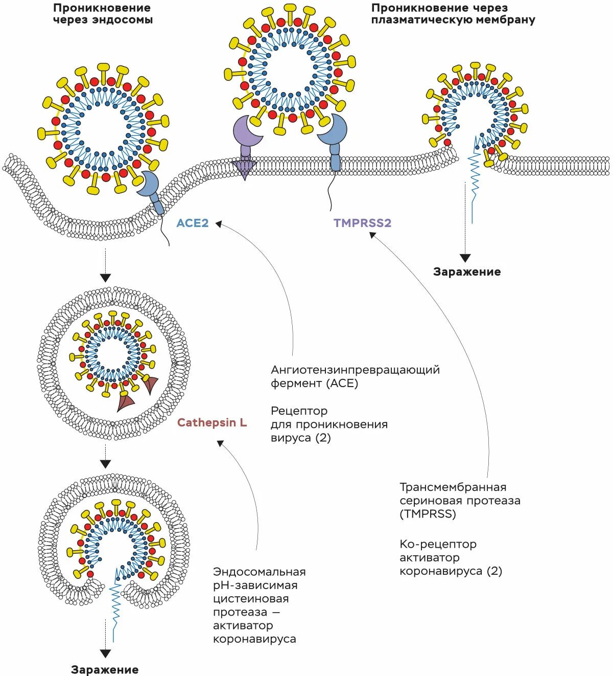 Механизм проникновения SARS-cov-2 в клетки. Жизненный цикл коронавируса схема. Проникновение коронавируса в клетку схема. Коронавирус проникает в клетку. Коронавирус 2 типа