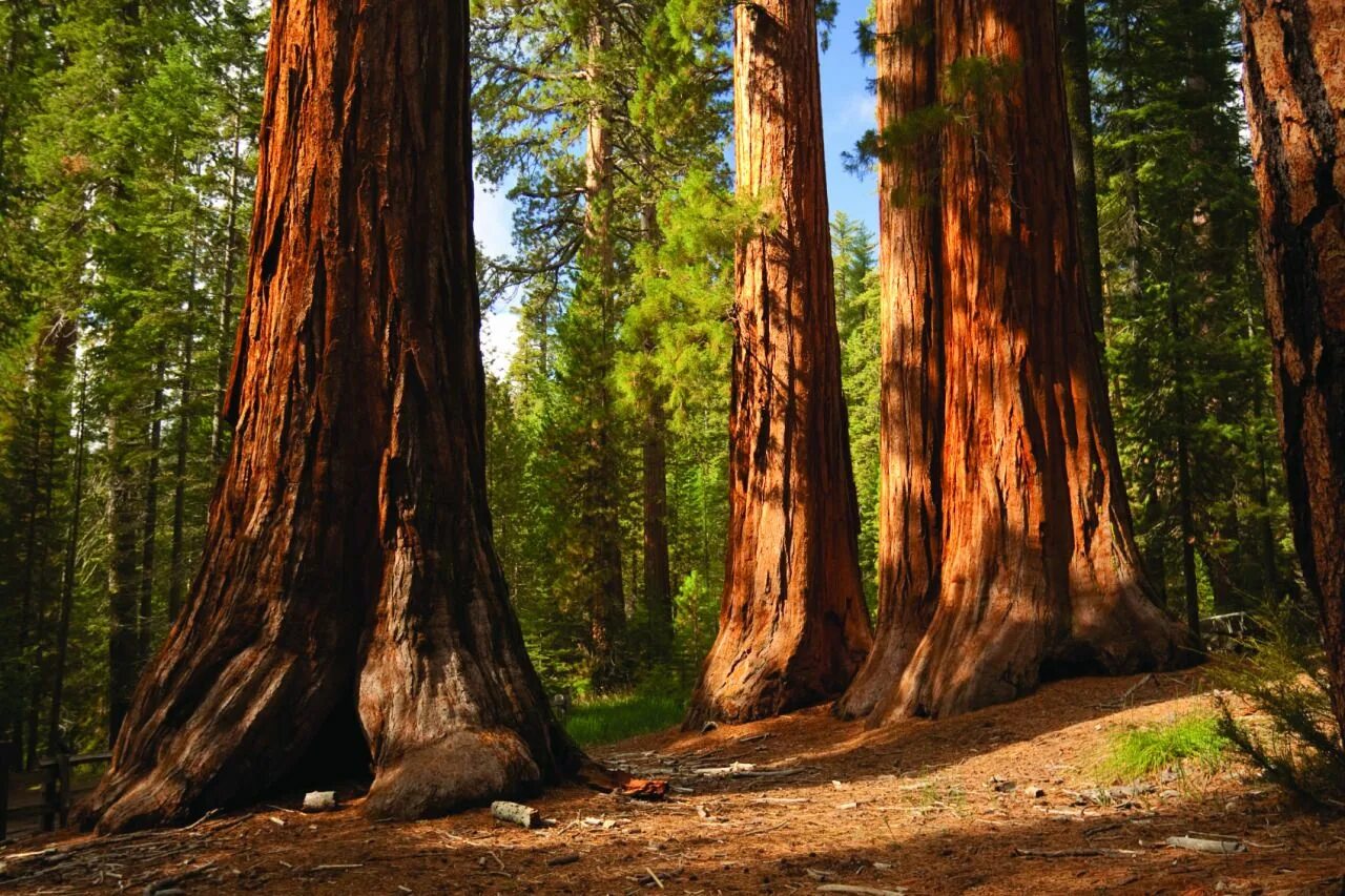 Национальный парк Редвуд Секвойя. Парк Редвуд Калифорния деревья. Национальный парк «Редвуд» в Калифорнии. Секвойя парк США. Самое высокое дерево на земле природная зона