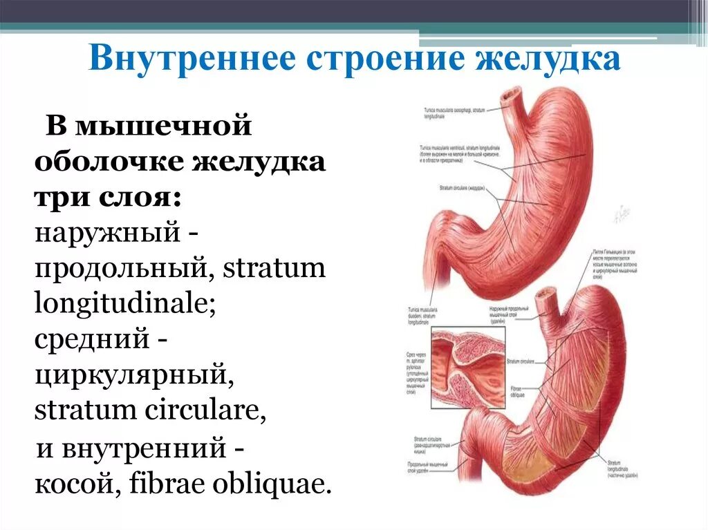 Анатомическое строение,расположение,функции желудка. Строение желудка анатомия кратко. Мышечная оболочка желудка функции. Опишите строение желудка кратко. Строение желудка биология