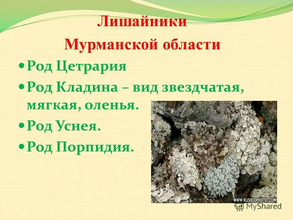 Лишайники как симбиотические организмы. Симбиотический организм которого много в тундре. Симбиотический организм которого много в тундре. Как называются организмы которые питаются соками других организмов. Лишайники комплексные симбиотические организмы.