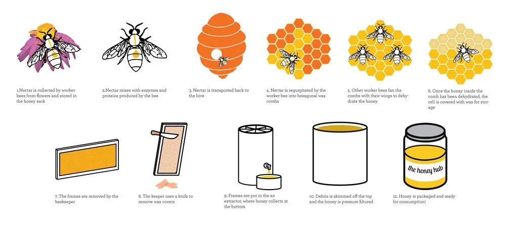 Bees make Honey. Honey Production. How do Bees make Honey. How Bees produce Honey. Honey is перевод