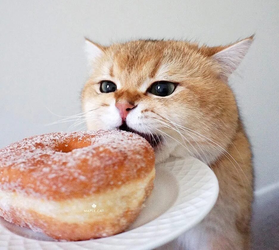 Котик ест. Кошка булочка. Кот ест пирожок. Кот ест булочку. Кот булочка