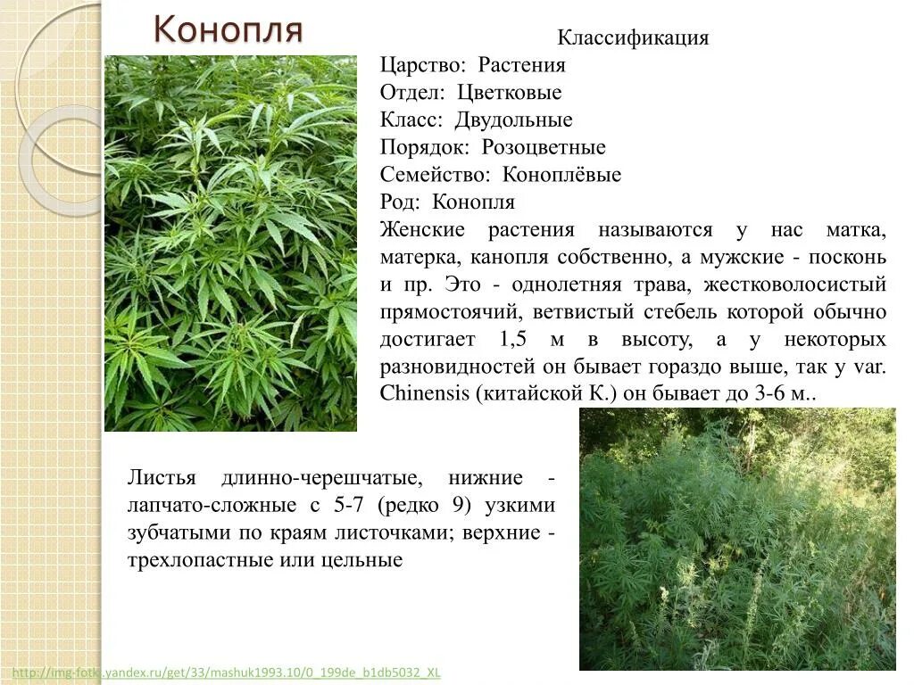 Растение почему пишется а. Конопля растение. описание марихуаны.