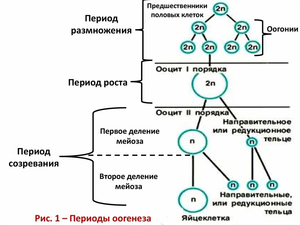 Установите последовательность этапов овогенеза образование ооцитов. Основные стадии оогенеза. Гаметогенез оогонии. Предшественники половых клеток. Схема образования яйцеклетки.