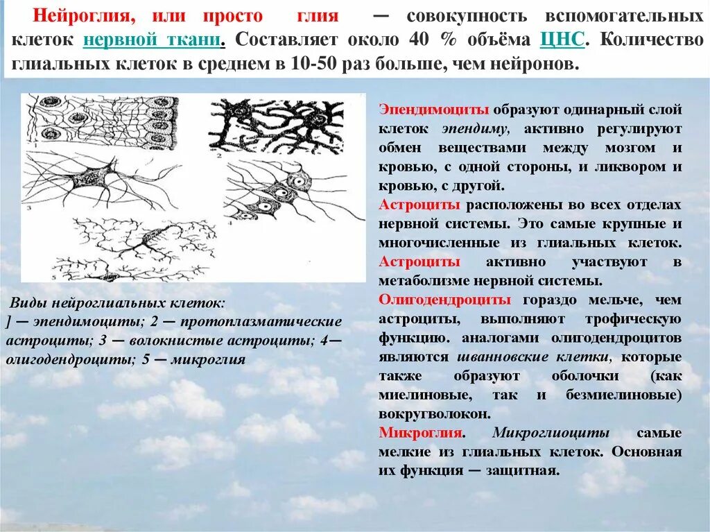 Виды нейроглии