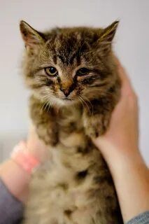 Фото котенка мальчика