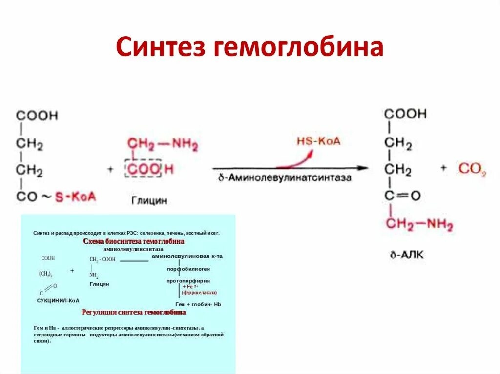 Биосинтез крови. Синтез гемоглобина биохимия схема. Получение гемоглобина реакция. Реакция образования гемоглобина. Общая схема синтеза гемоглобина.