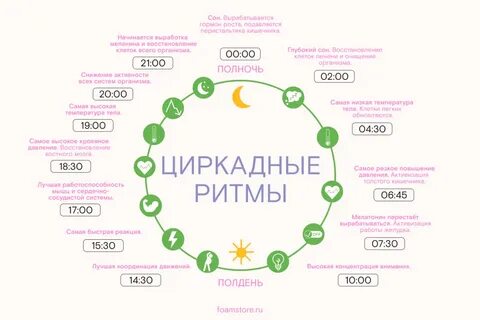 Как лучше высыпаться и причем тут циркадные ритмы, мелатонин и фазы сна? - FOAM