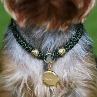 Dogs ошейник