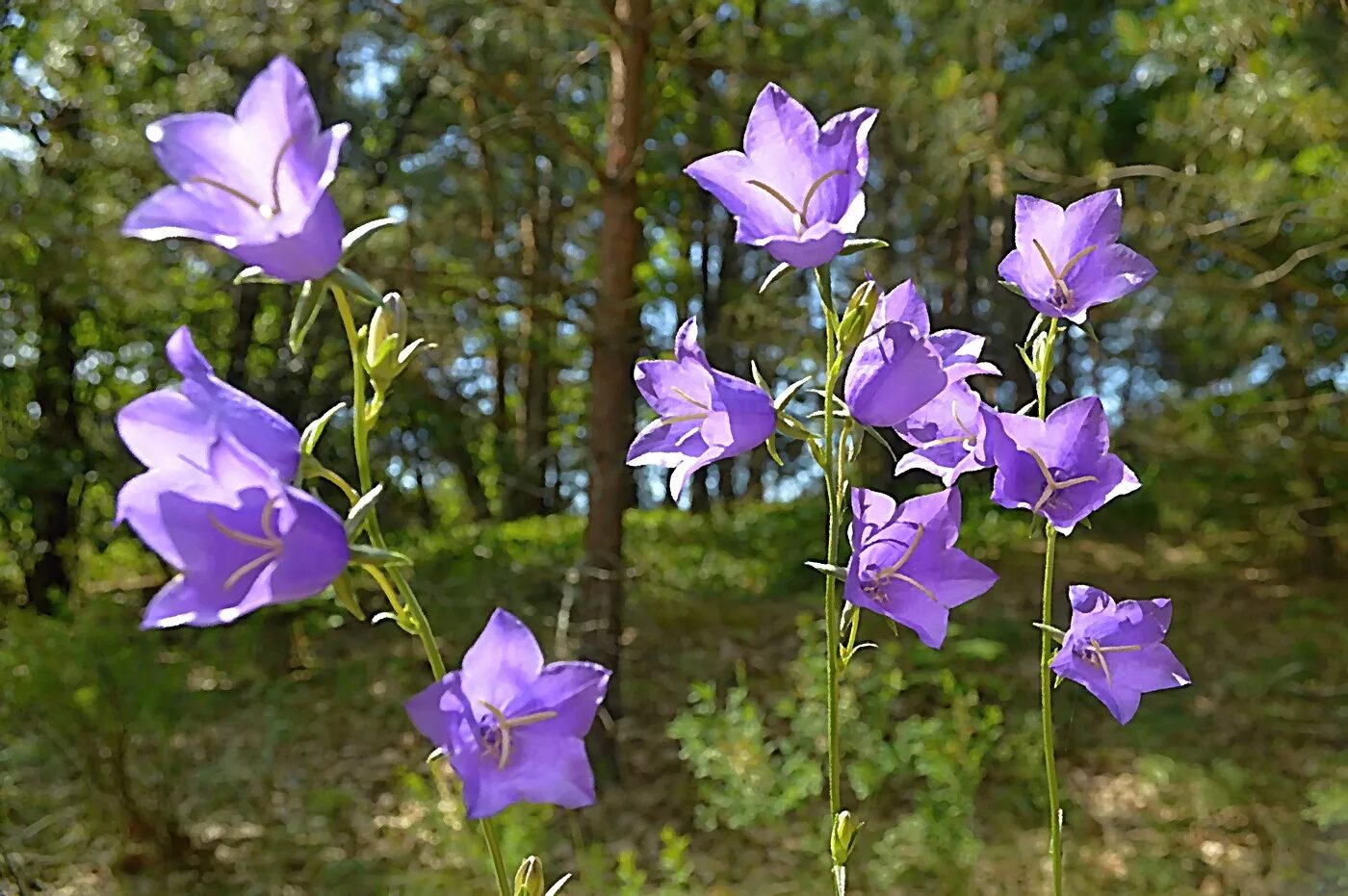 Цветок лесной колокольчик. Колокольчик Кампанула. Колокольчик персиколистный Лесной. Кампанула Лесная. Колокольчик персиколистный Alba.