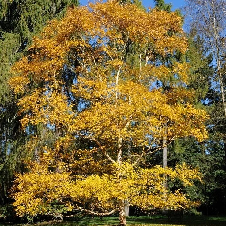 Березка пожелтела. Береза желтая (Betula costata). Береза желтая (Betula costata) Уссурийская. Береза ребристая – Betula costata. Берёза жёлтая ребристая.