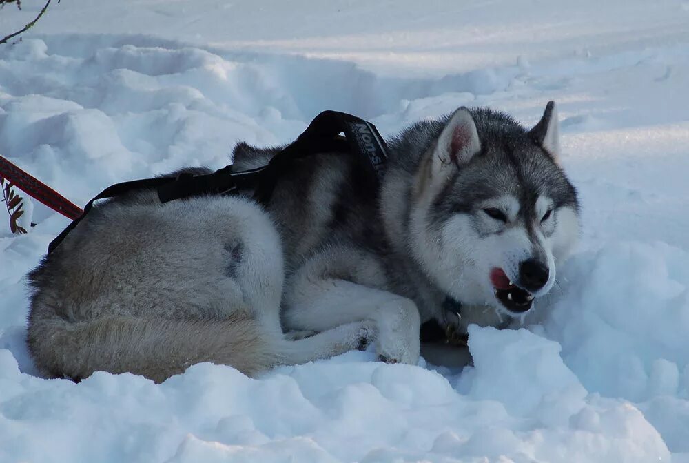 лайки пришли. хаски квой. палевый хаски. лайки пришли. поводок для лайки.