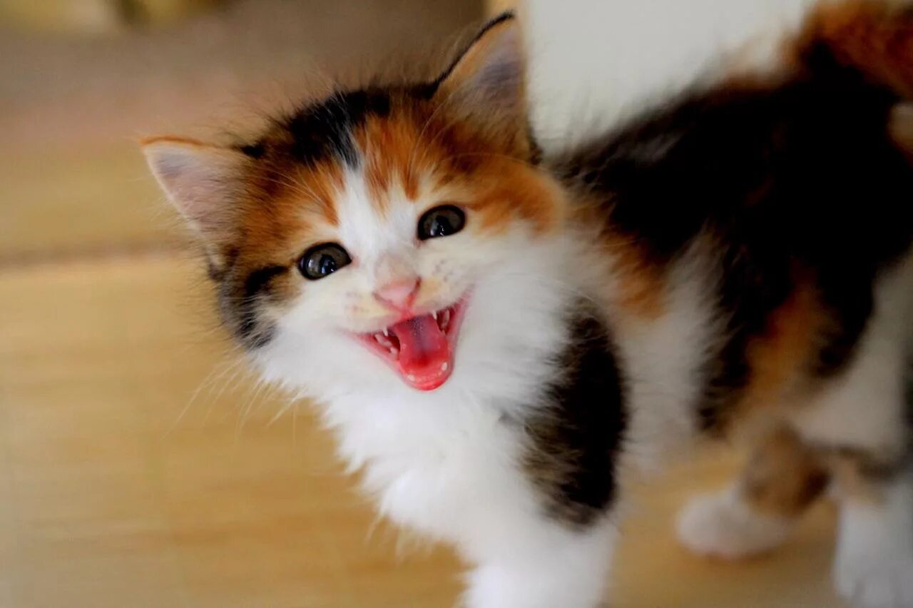 Трехшерстная кошка. Порода Калико. Трёхцветная кошка. Котики трехцветные. Трехцветная кошечка