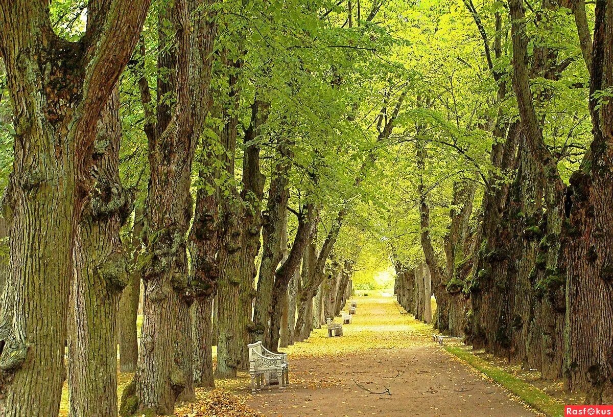 липовая аллея предложение. тройная липовая аллея в павловске. липовая аллея предложение. липовая аллея отрадный самарская область. липовая аллея фридрихштадт.