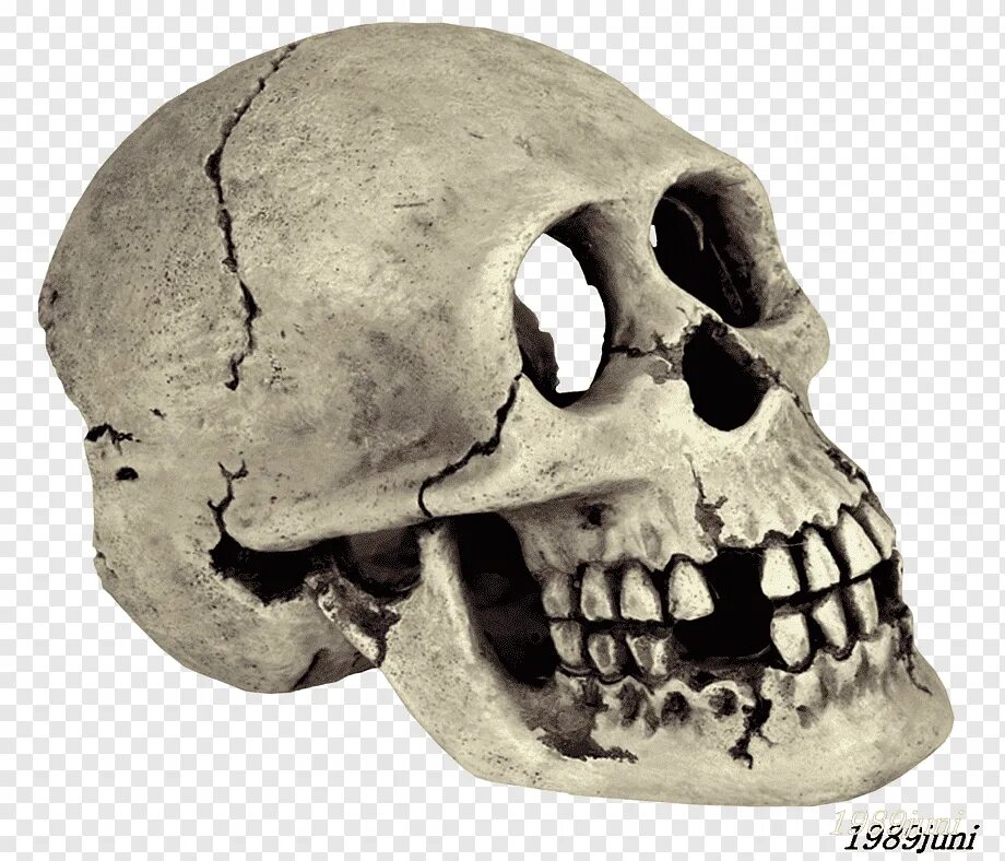 Череп морда