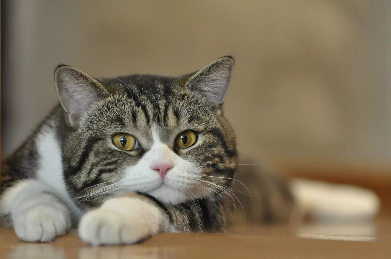 Важный кот серьезный. Важный кот фото. Важные коты фото. Харизматичные коты. Очень важный кот.